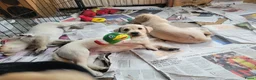 Labrador Retriever honden te koop: STAMBOOM FIELDTRIAL LABRADOR PUPS - Advertentie 7