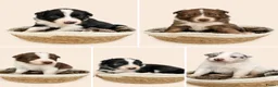Kruising honden te koop: Unieke kruising de Samollie  - Advertentie 2