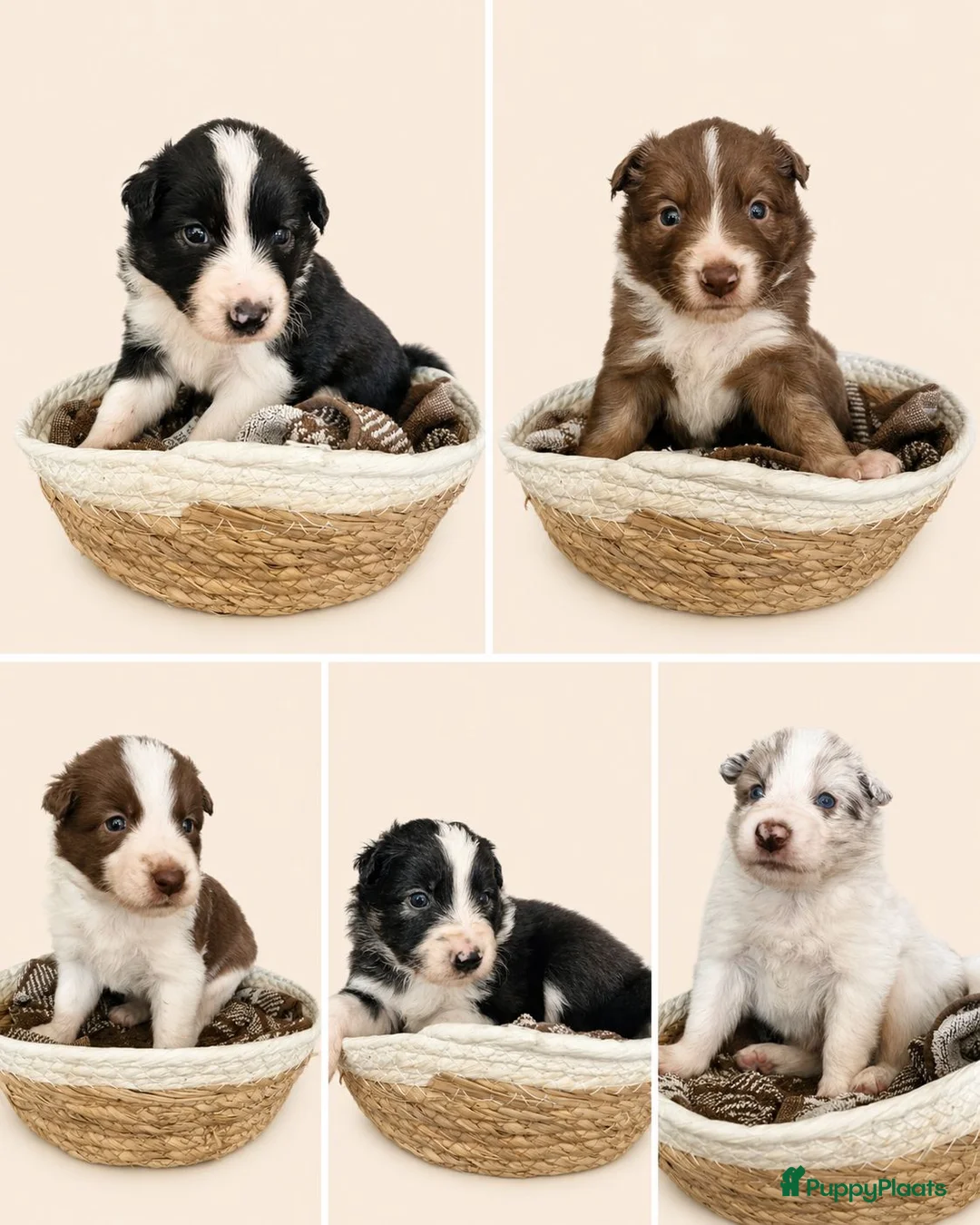 Kruising honden te koop: Unieke kruising de Samollie  - Advertentie 2