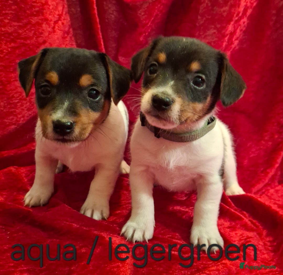 Jack Russel Terriër honden te koop: Jack Russel puppy's  - Advertentie 7