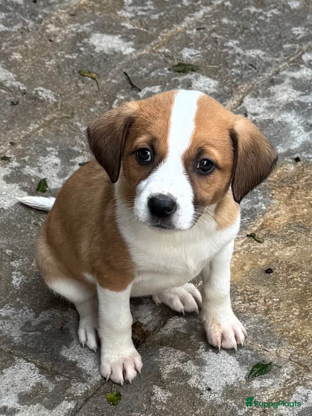 Kruising honden ter adoptie: eefje wie zoekt een  heel lief hondje?  - Advertentie 5