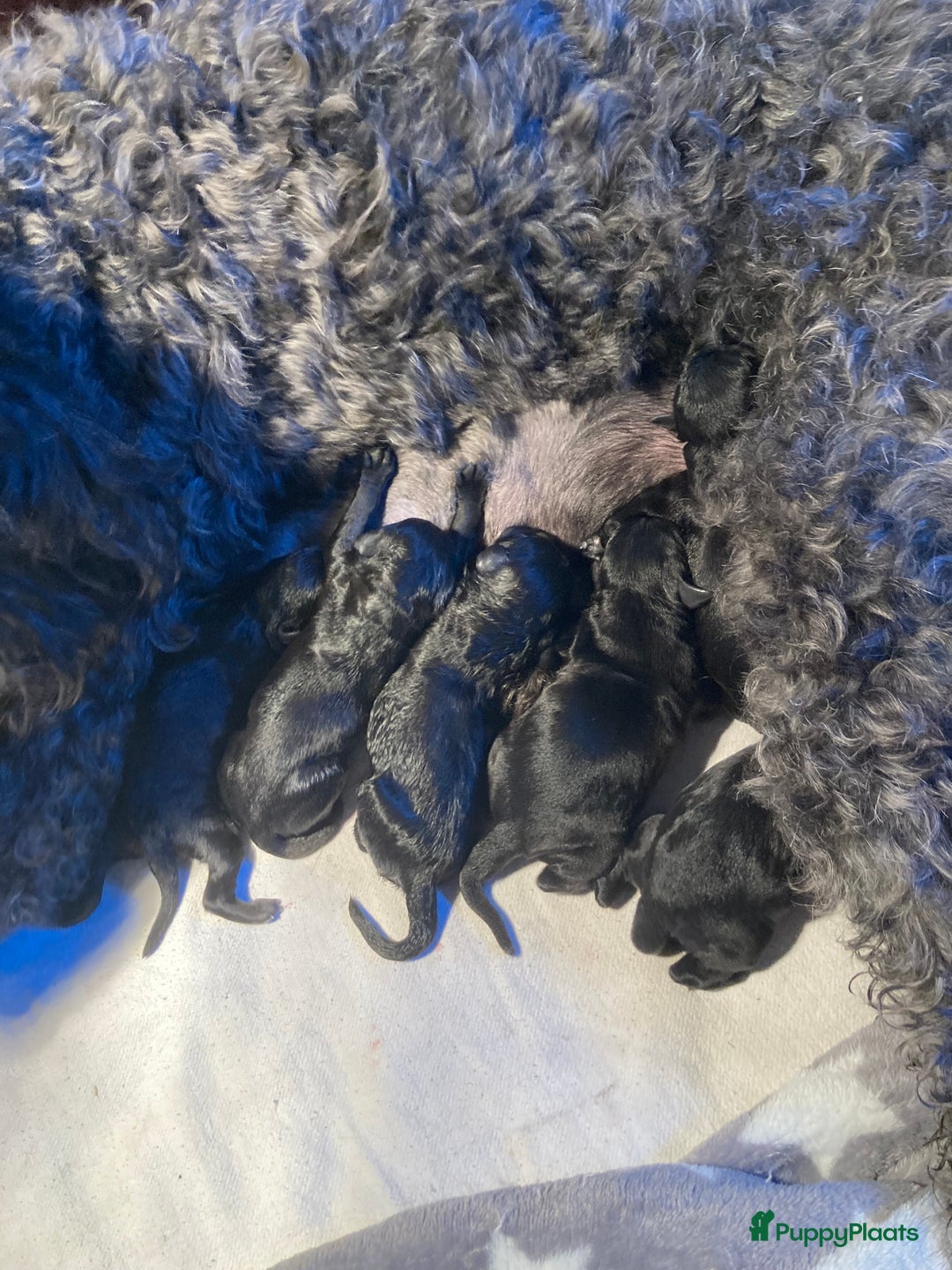 Labradoodle honden te koop: Labradoodle puppies F4 multigen zwart - Advertentie 3
