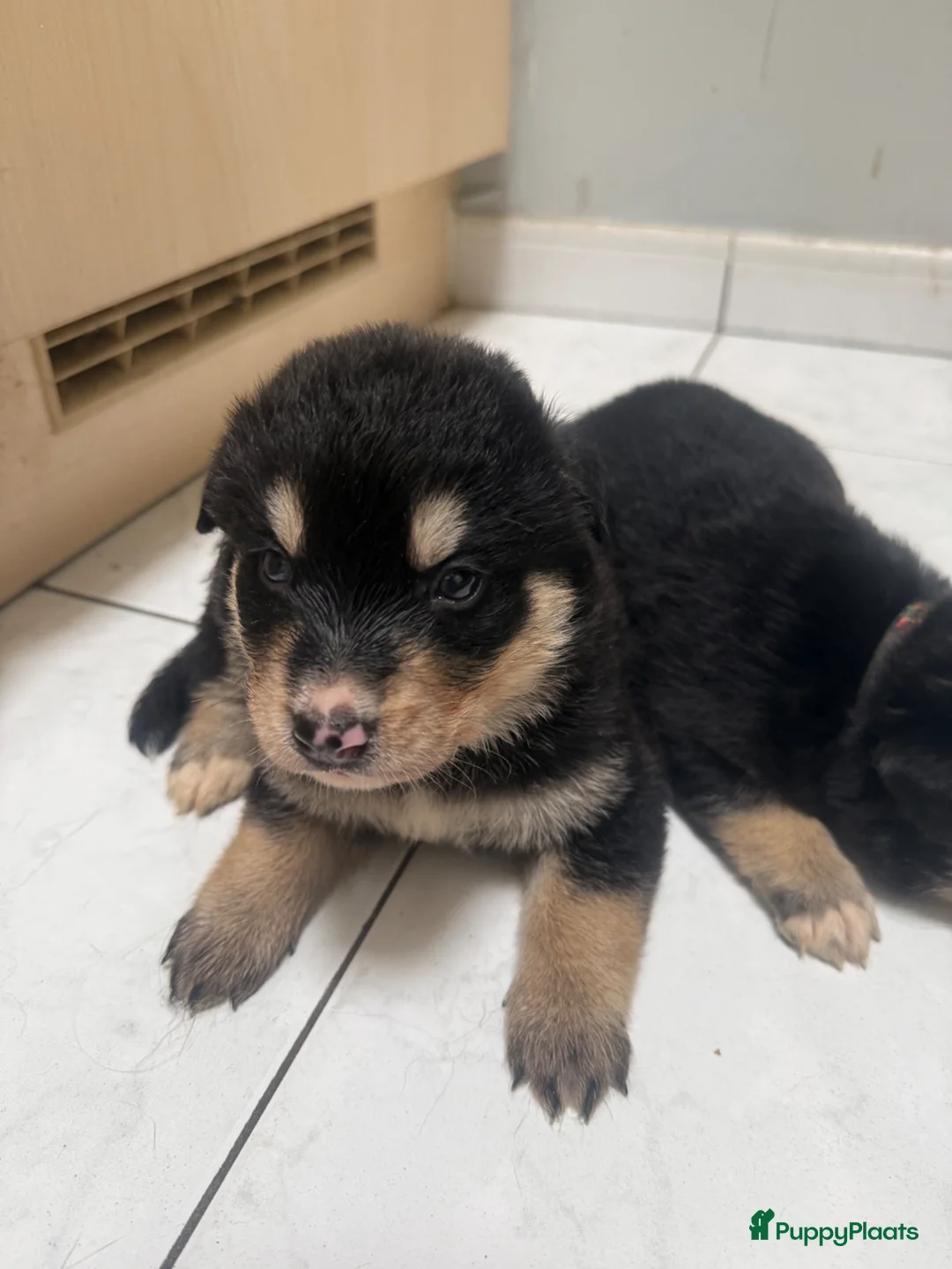 Kruising honden te koop: Deze 2 lieverts bernsky zijn nog beschibaar - Advertentie 5