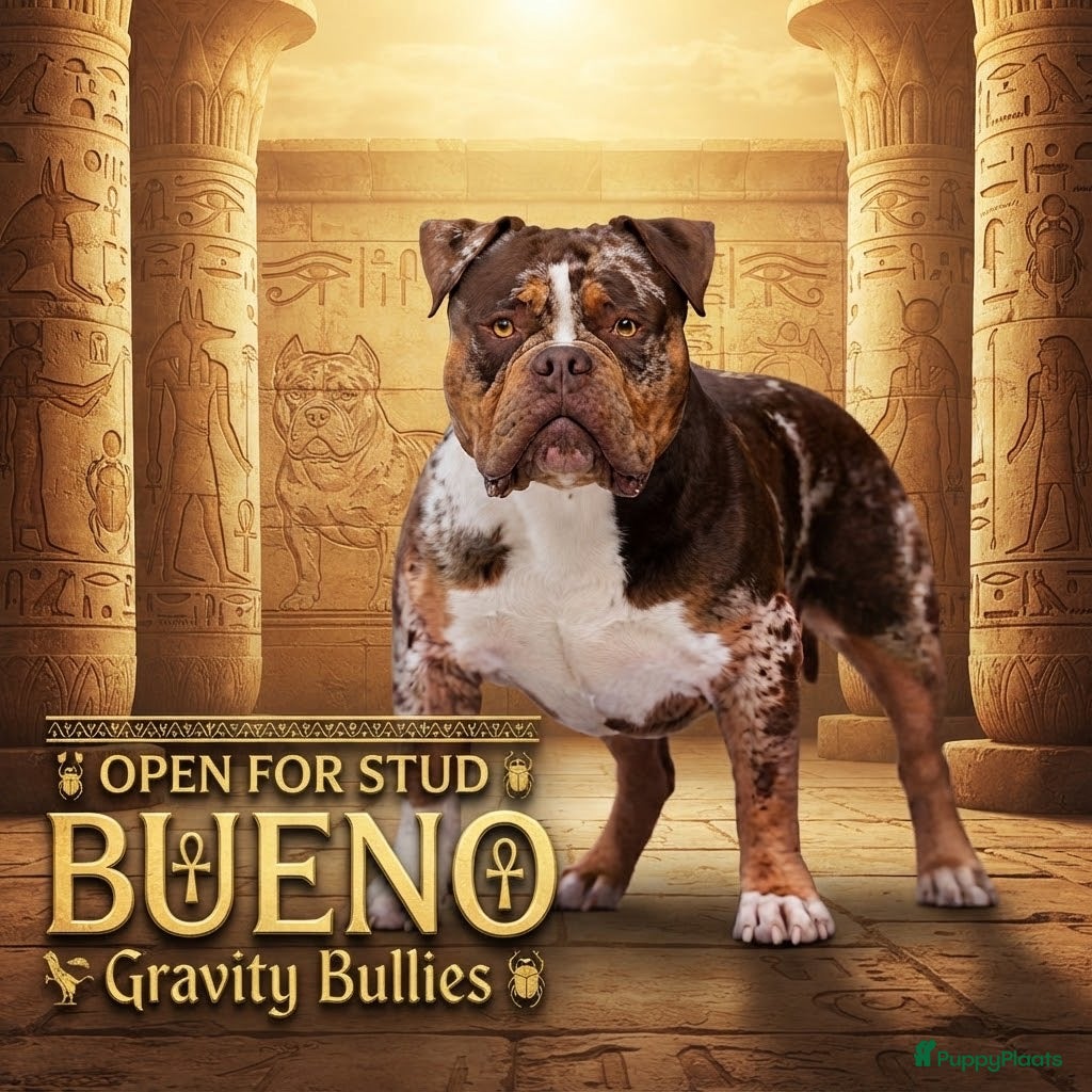 Amerikaanse Bully honden American Bully pocket dekreu  - Advertentie 3
