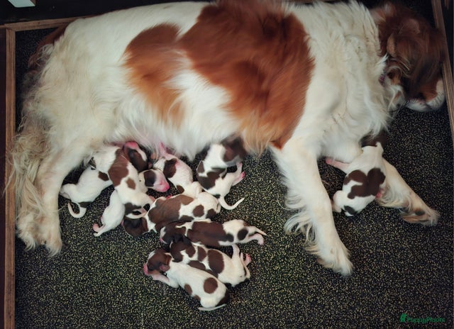 Kooikerhondje honden Kooikerhondje pups met stamboom - Advertentie 4