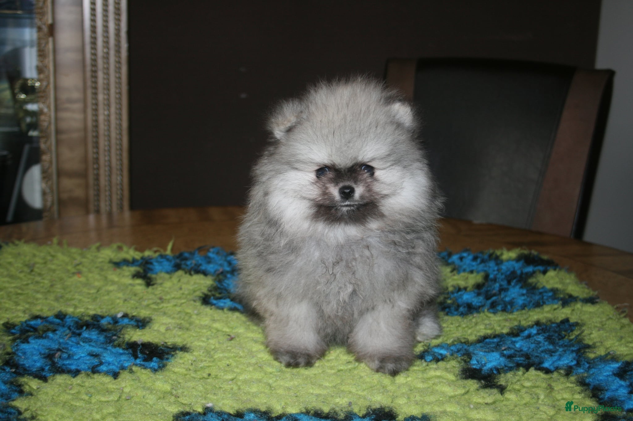 Pomeriaan honden Pomeranian pup reutje - Advertentie 2