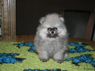 Pomeriaan honden Pomeranian pup reutje - Advertentie 2