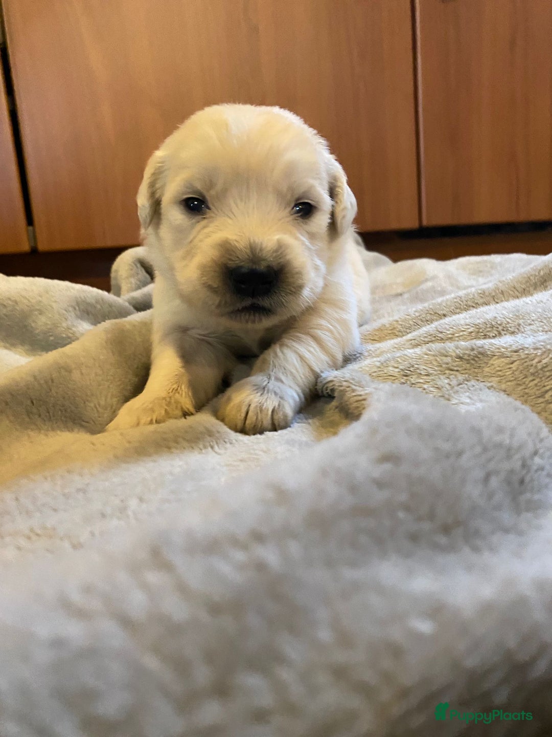 Golden Retriever honden te koop: Golden Retriever pups - Advertentie 3