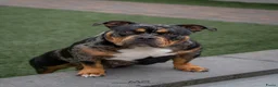 Amerikaanse Bully honden te koop: American Bully pocket pups verwacht  - Advertentie 5