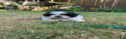 Shih Tzu honden te koop: Shih -Tzu reutje  - Advertentie 2