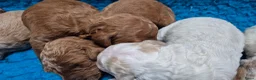 Cockapoo honden te koop: Cockapoo F2b pups - Advertentie 10