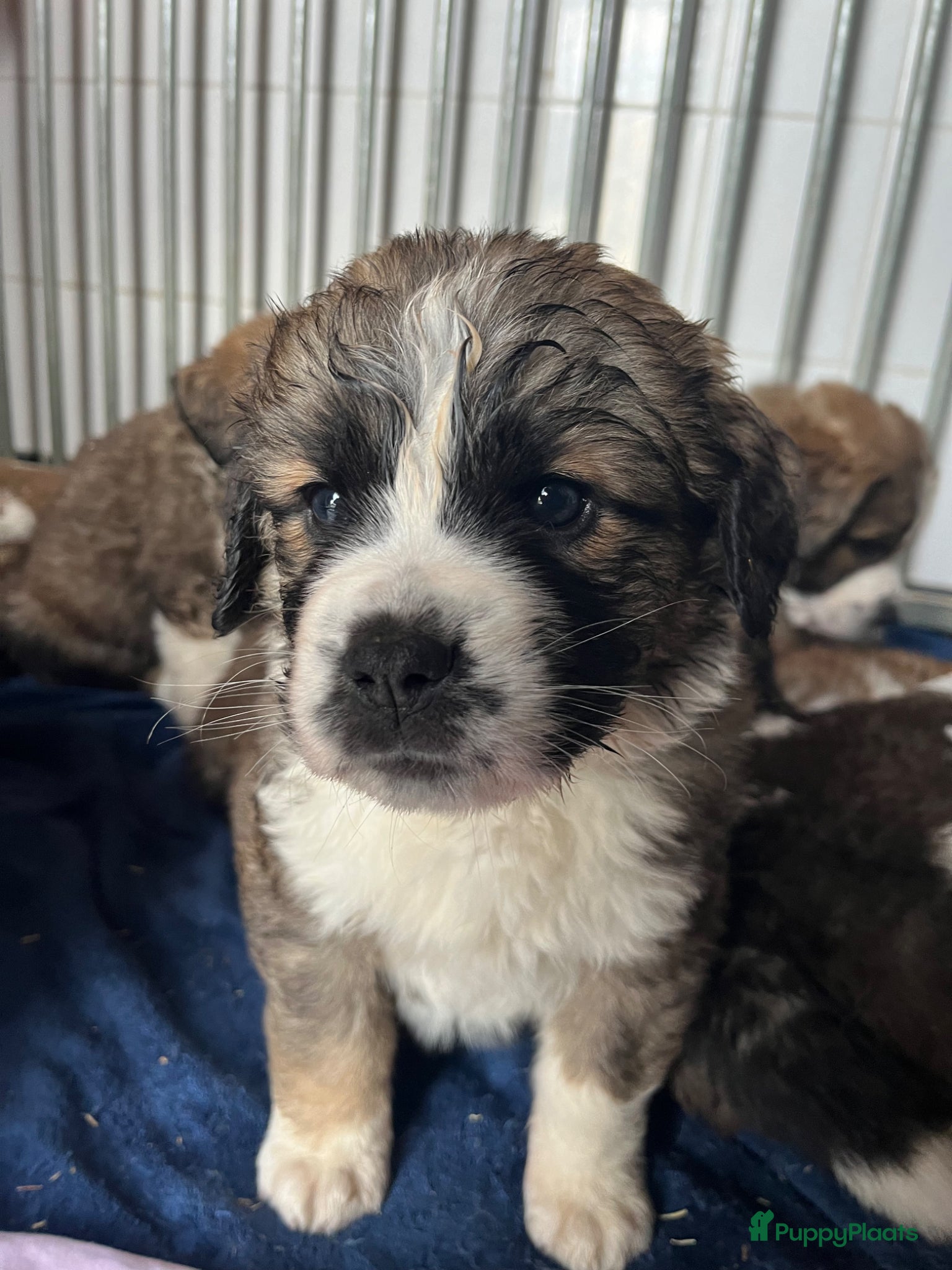 Kruising honden Mooie kruising Bernersenner X Sint Bernard pups - Advertentie 6