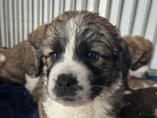 Kruising honden Mooie kruising Bernersenner X Sint Bernard pups - Advertentie 6