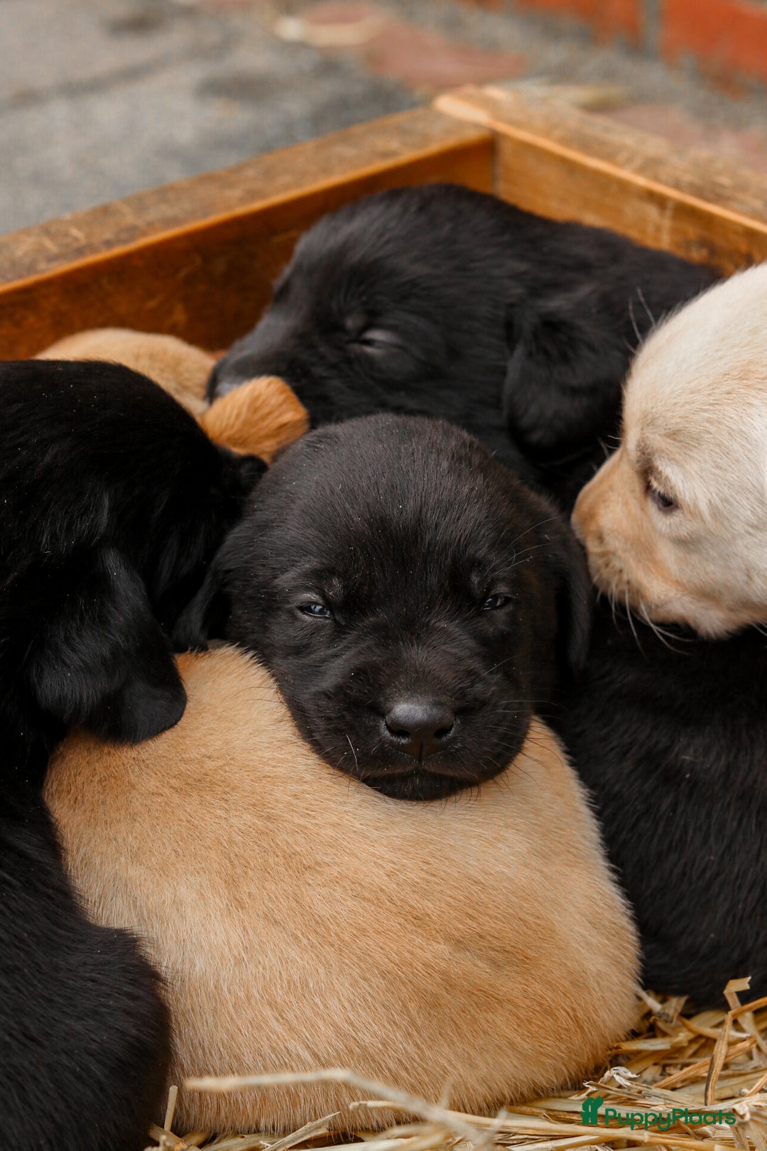 Labrador Retriever honden te koop: Prachtige sociale labrador pups te koop - Advertentie 7