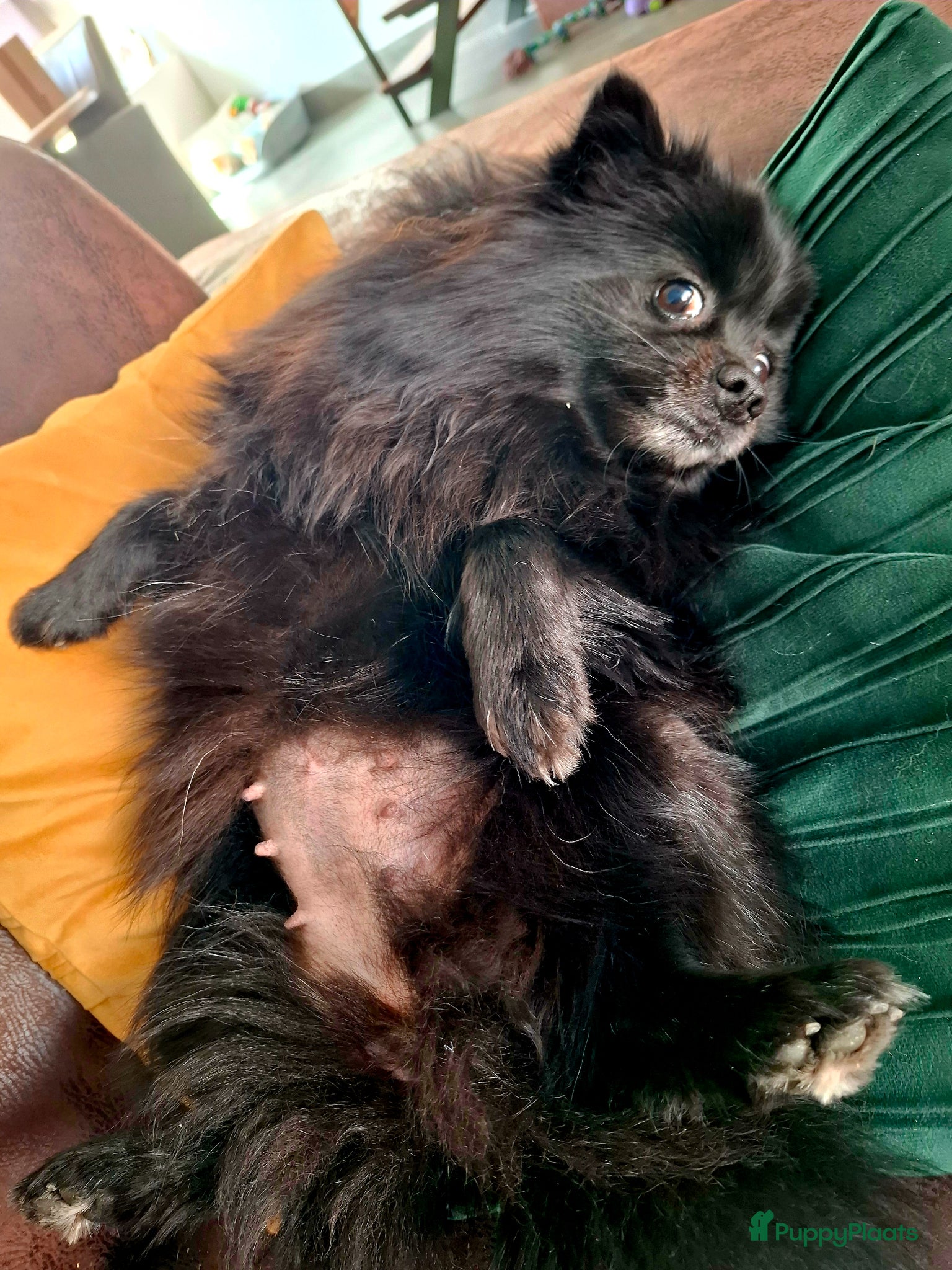 Pomeriaan honden Rond ca 20 april pomeriaan pups verwacht - Advertentie 1