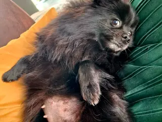 Pomeriaan honden Rond ca 20 april pomeriaan pups verwacht - Advertentie 1