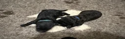 Labradoodle honden te koop: 5 pups mini labradoodle🤩 - Advertentie 4