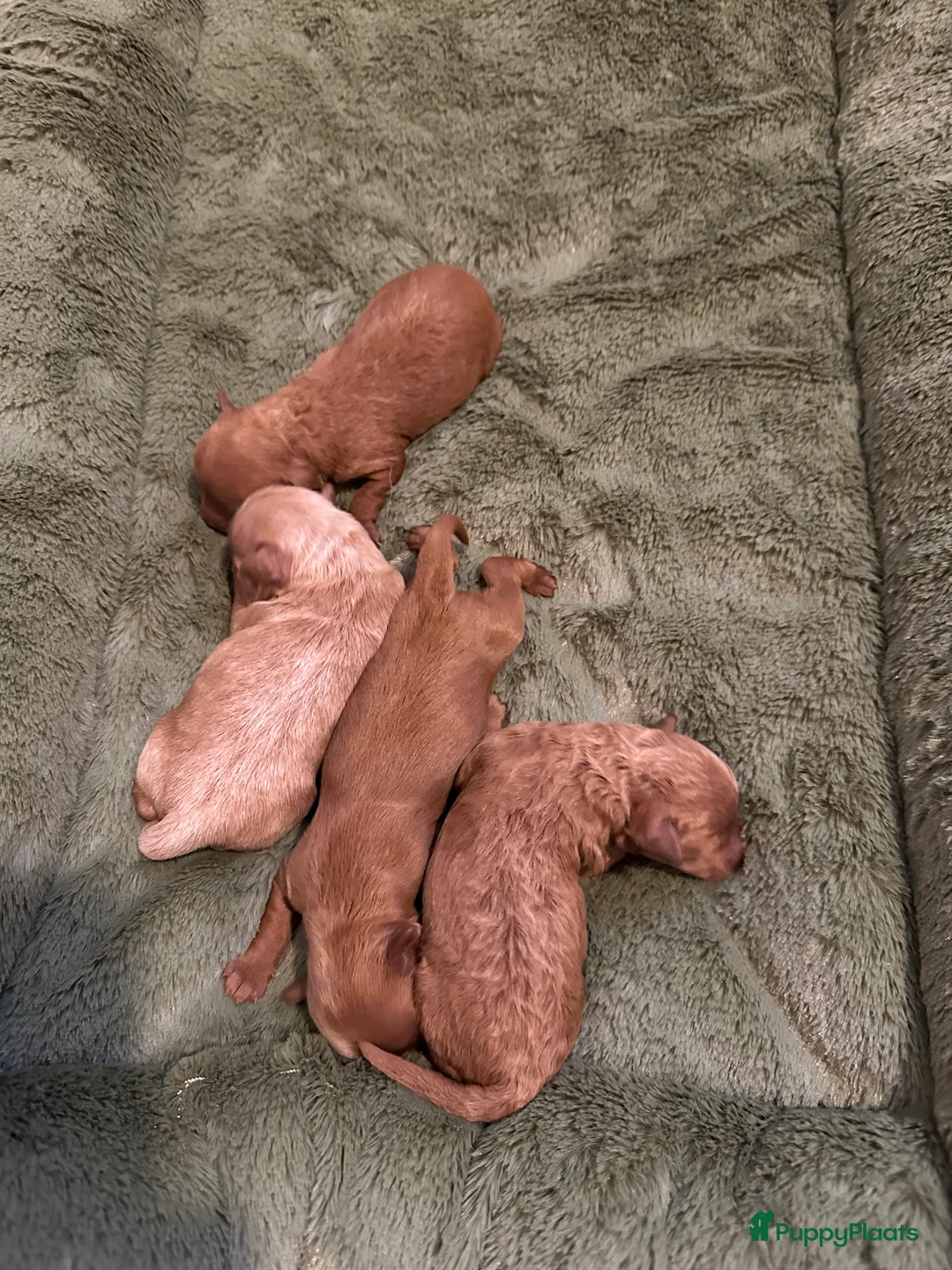Maltipoo honden te koop: Prachtige Mini Maltipoo pups zeldzame kleuren! - Advertentie 4