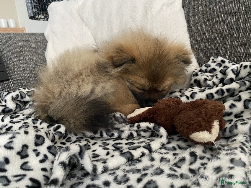 Pomeriaan honden Dekreu mini pomeriaan in Elst - Advertentie 2