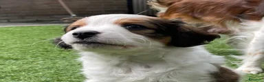 Kooikerhondje 1
