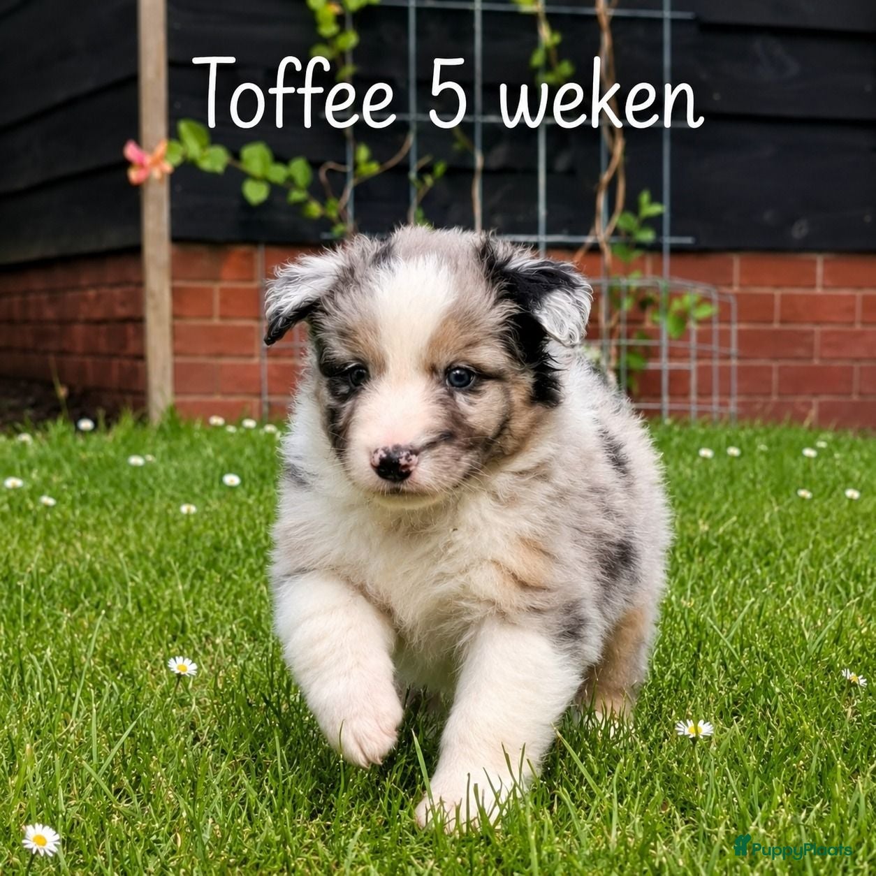 Australian Shepherd honden Australian Shepherd reutje met stamboom - Advertentie 2
