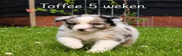 Australian Shepherd honden te koop: Australian Shepherd reutje met stamboom - Advertentie 2