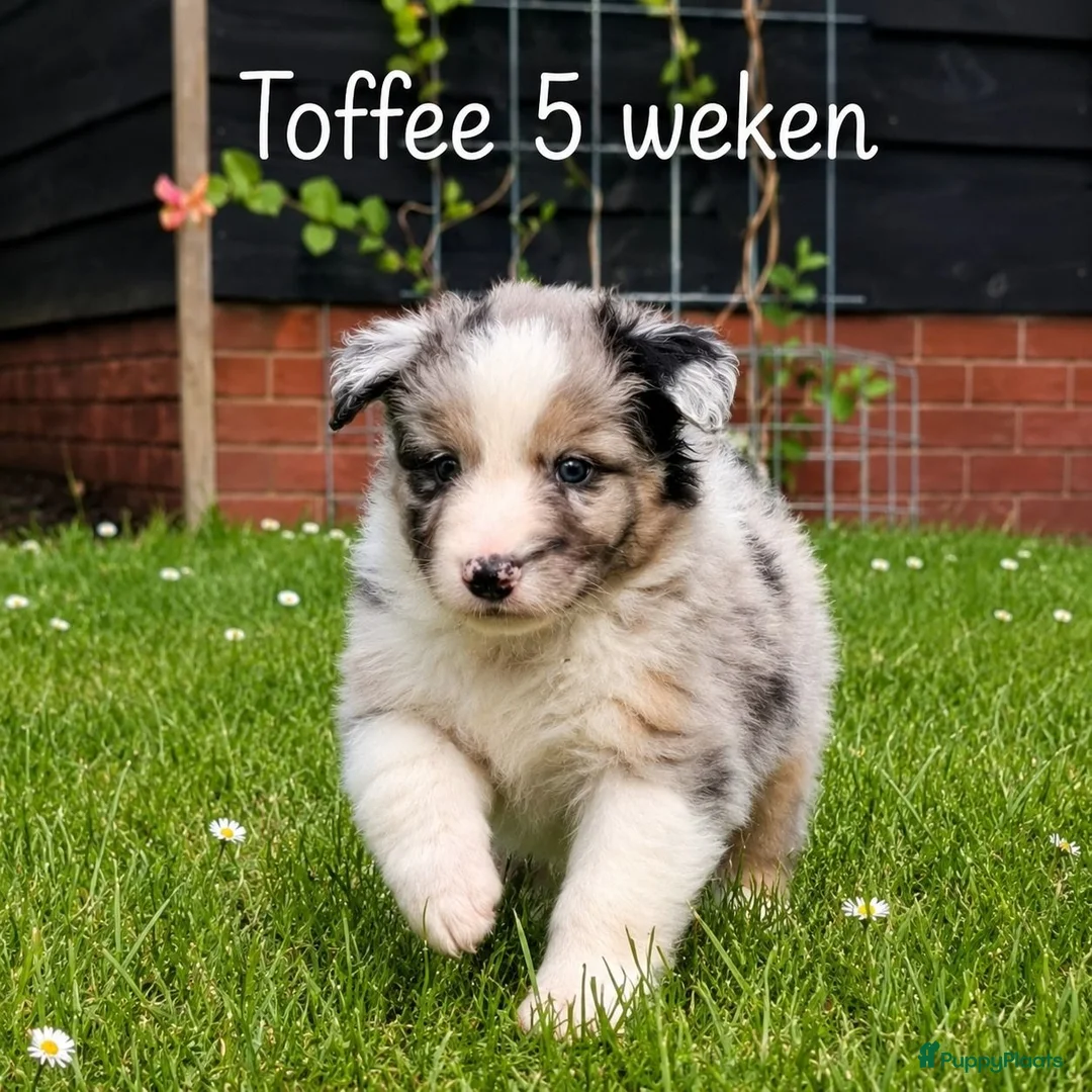 Australian Shepherd honden te koop: Australian Shepherd reutje met stamboom - Advertentie 2