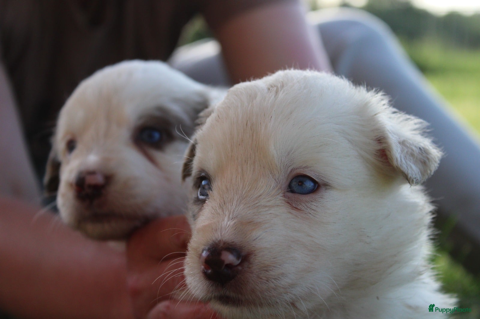 Border Collie honden te koop: Mooie speciale lieve Merle puppies - Advertentie 22