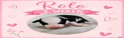 Australian Shepherd honden te koop: Stamboom pups geboren!  - Advertentie 4