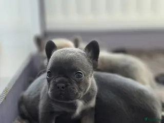 Franse Bulldog honden Prachtige Franse bulldog pups met stamboom - Advertentie 6