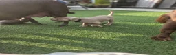 Labrador Retriever honden te koop: Labrador  charcoal  - Advertentie 7