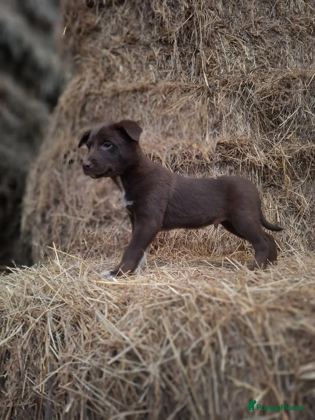 Kruising honden te koop: Prachtige pups Border Collie x Australian Kelpie  - Advertentie 10