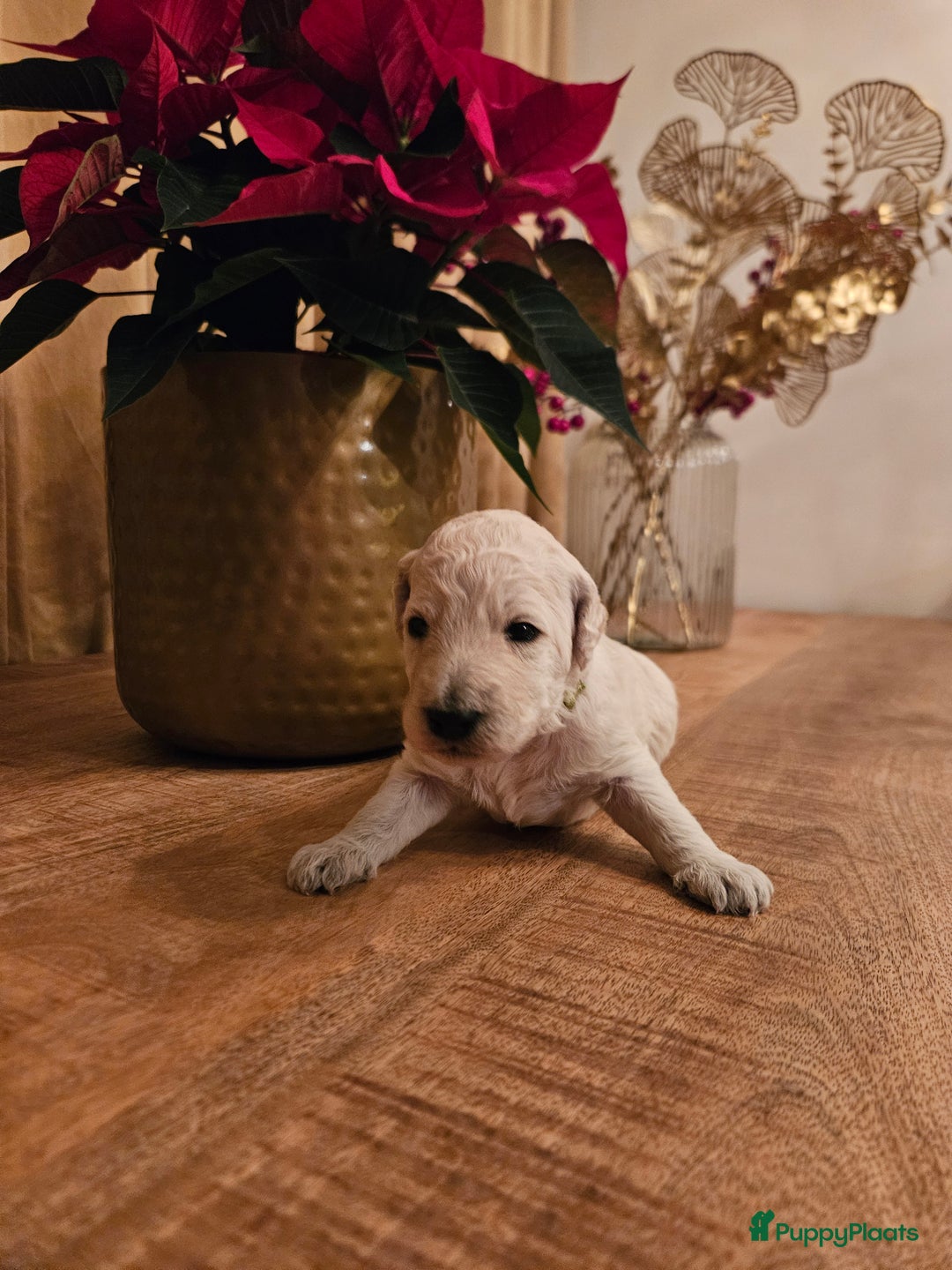 Poedel honden te koop: Konings poedel pups met FCI stamboom - Advertentie 3