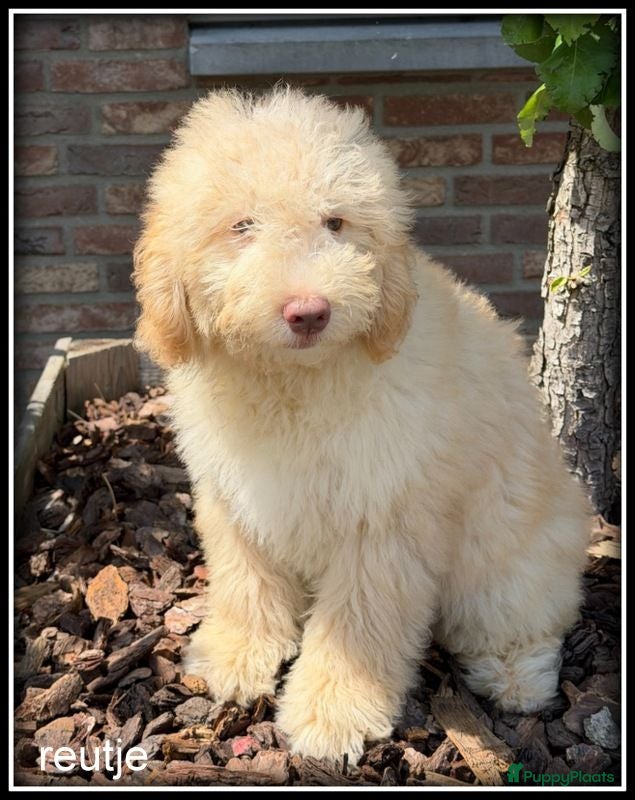 Kruising honden Bordoodle pups F1b Labradoodle x Bordoodle - Advertentie 2