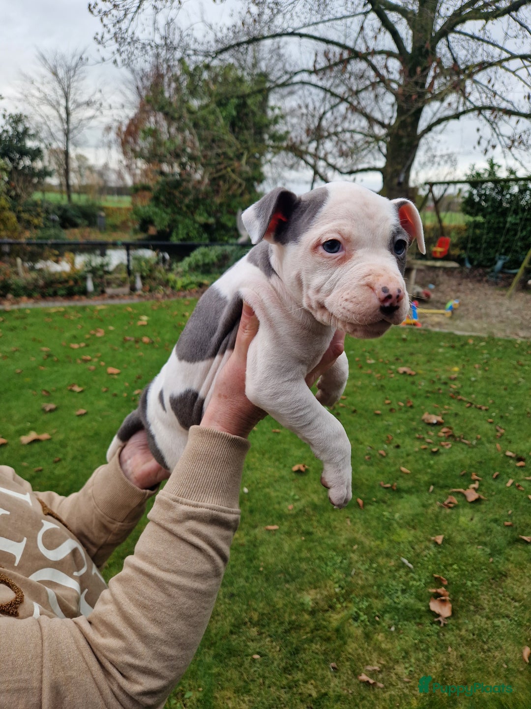 American Staffordshire Terriër honden te koop: mooie stafford pups - Advertentie 5