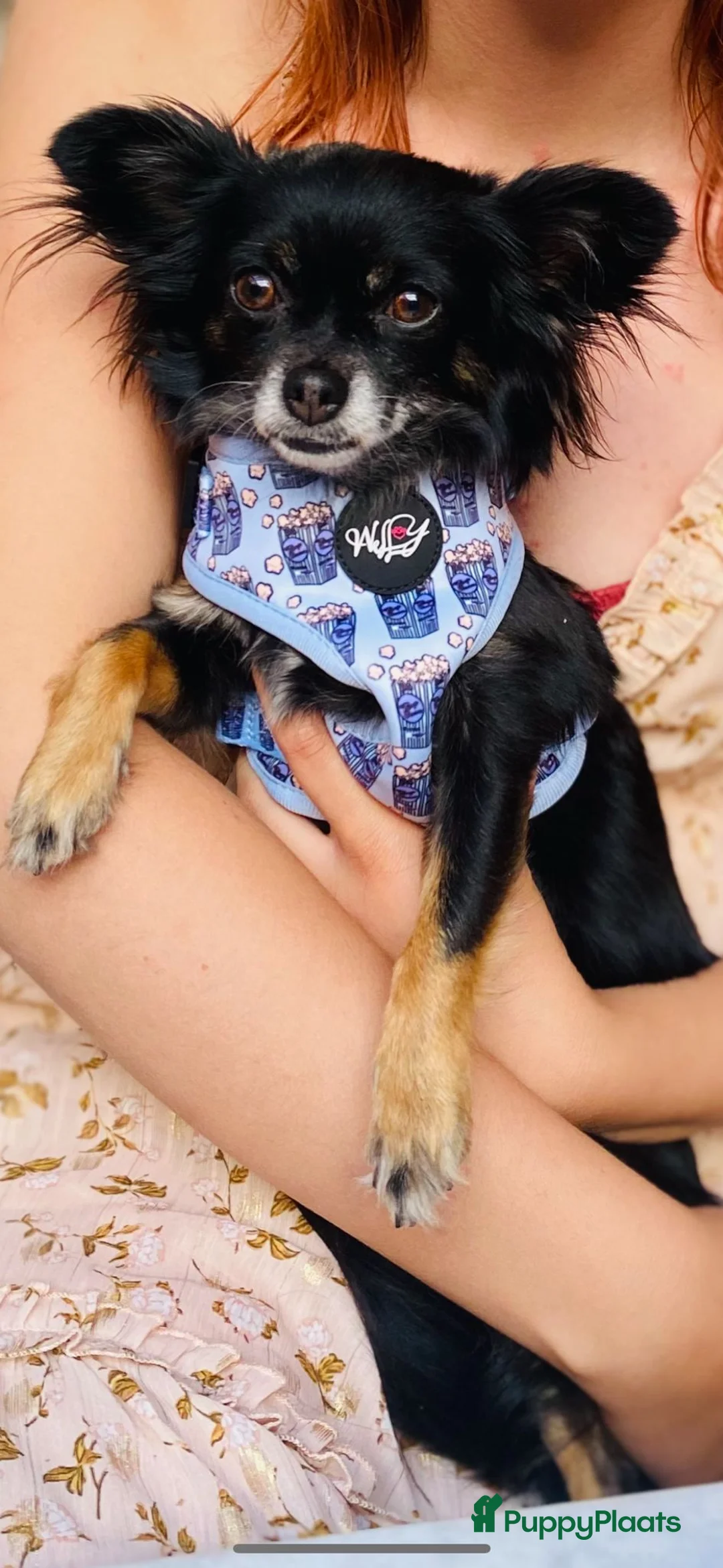 Kruising honden te koop: Schitterende Chi-Poo pups (bruine teddybeertjes).  - Advertentie 4