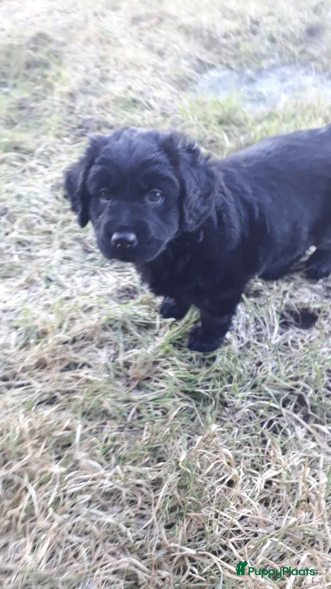 Kruising honden te koop: Enthousiaste Labrador X Friese Stabij pups - Advertentie 8