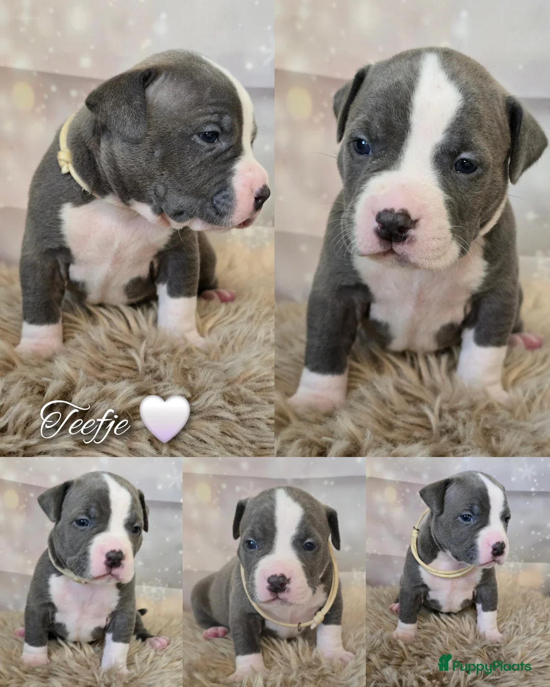 Amerikaanse Bully honden te koop: American Bully XL pups ABKC stamboom - Advertentie 5
