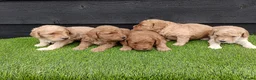 Labradoodle honden te koop: Super schattige labradoodle pups te koop! - Advertentie 6