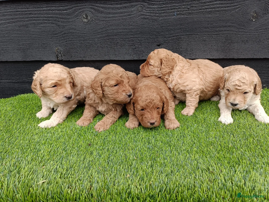 Labradoodle honden te koop: Super schattige labradoodle pups te koop! - Advertentie 6