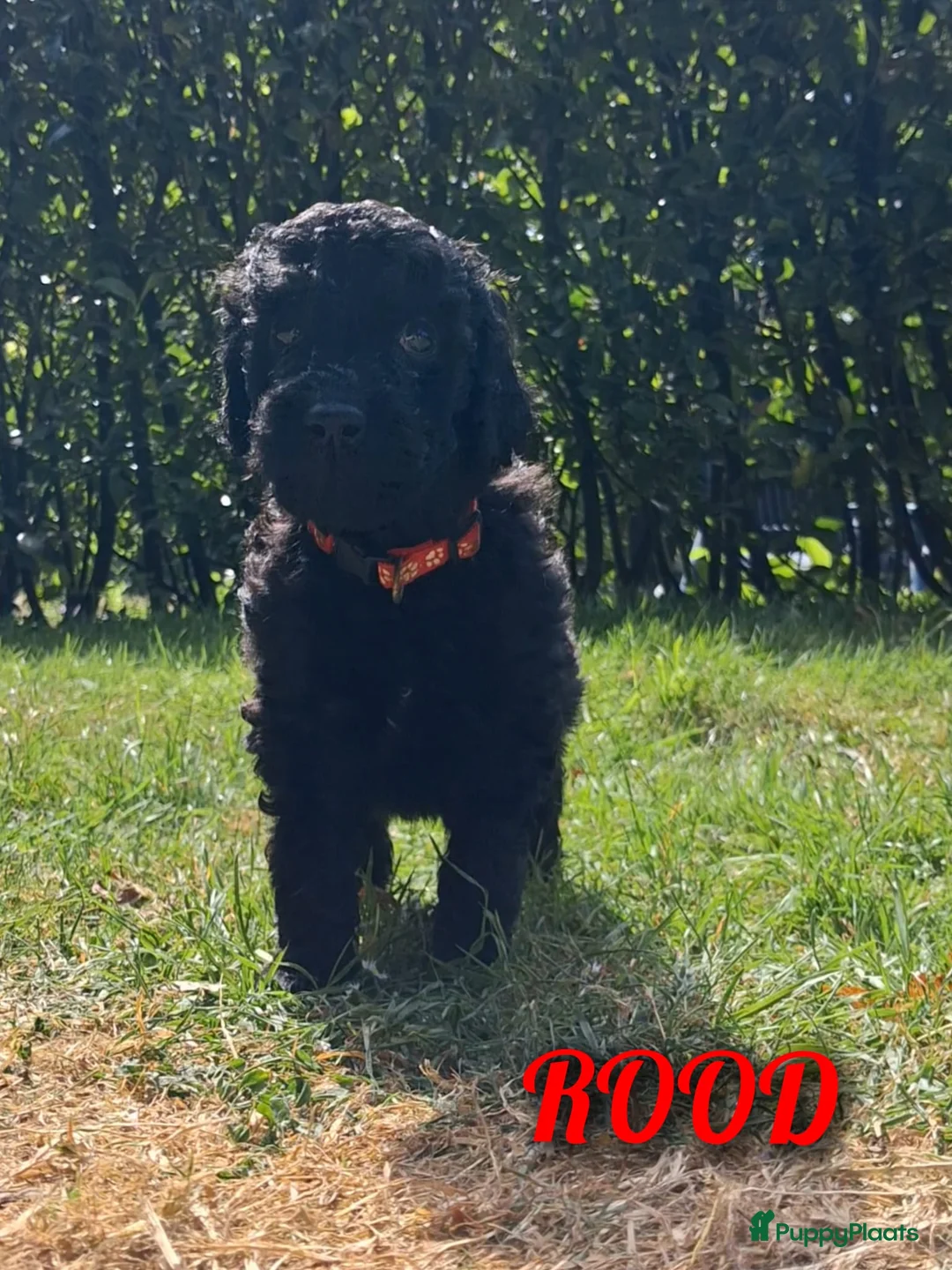 Poedel honden te koop: Prachtig nest zwarte Grote Poedel reutjes! - Advertentie 12