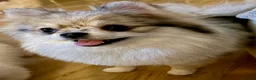 Pomeriaan honden te koop: Pomeriaan puppy's - Advertentie 7