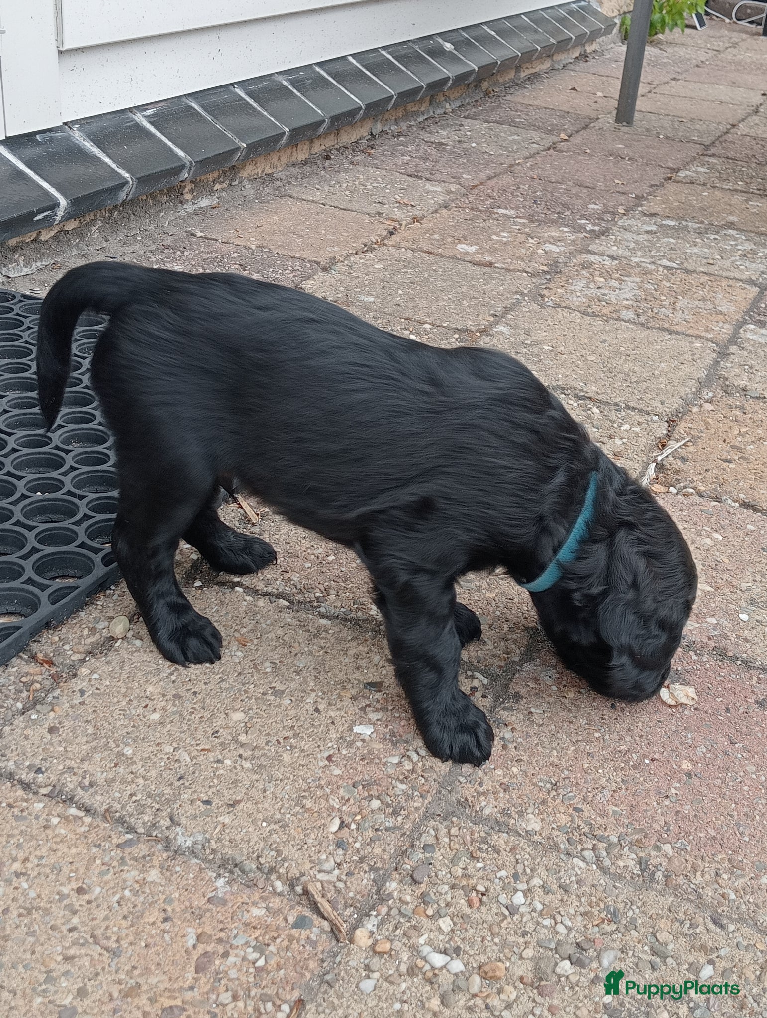 Labradoodle honden Labradoodle puppies  - Advertentie 6