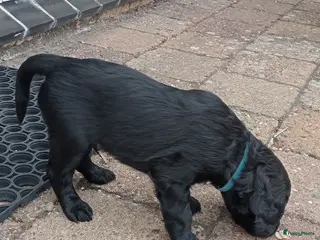 Labradoodle honden Labradoodle puppies - Advertentie 6