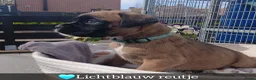 Boxer honden te koop: De laatste 5 Boxer Pups beschikbaar 🩵🩵🩵🩷🩷 - Advertentie 4