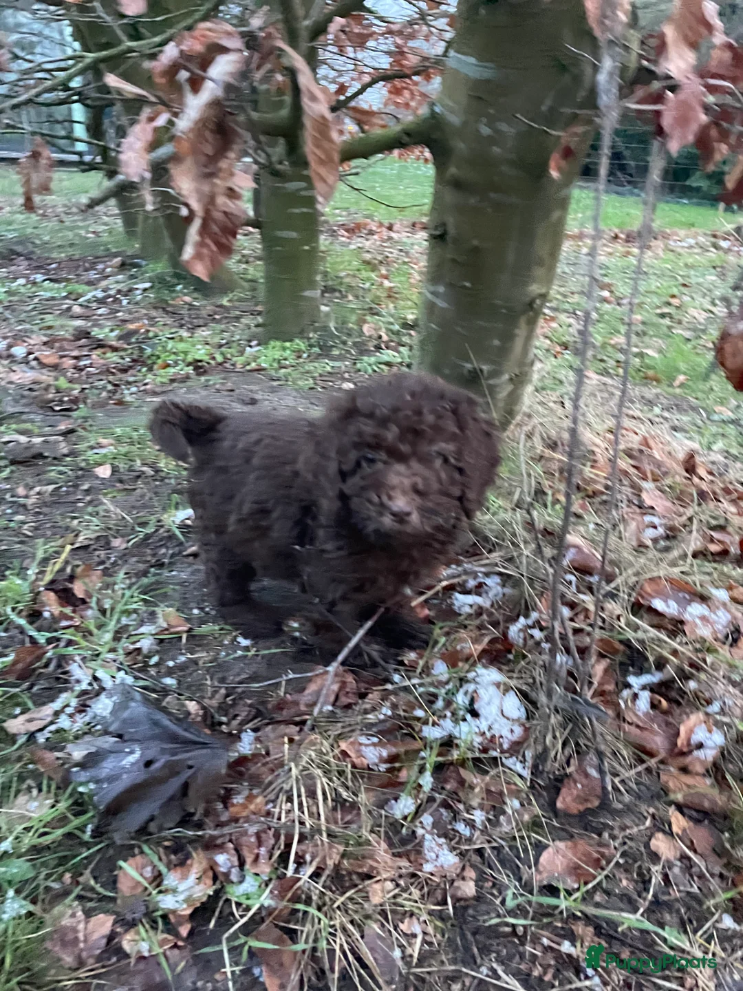 Labradoodle honden te koop: Mooie chocolade Labradoodle pups - Advertentie 3