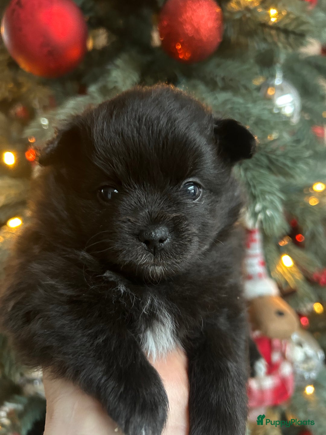 Pomchi honden te koop: Pomchi reutje - Advertentie 11