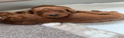 Poedel Toy honden te koop: Lieve rode toypoedel pups zoeken een warm thuis - Advertentie 5