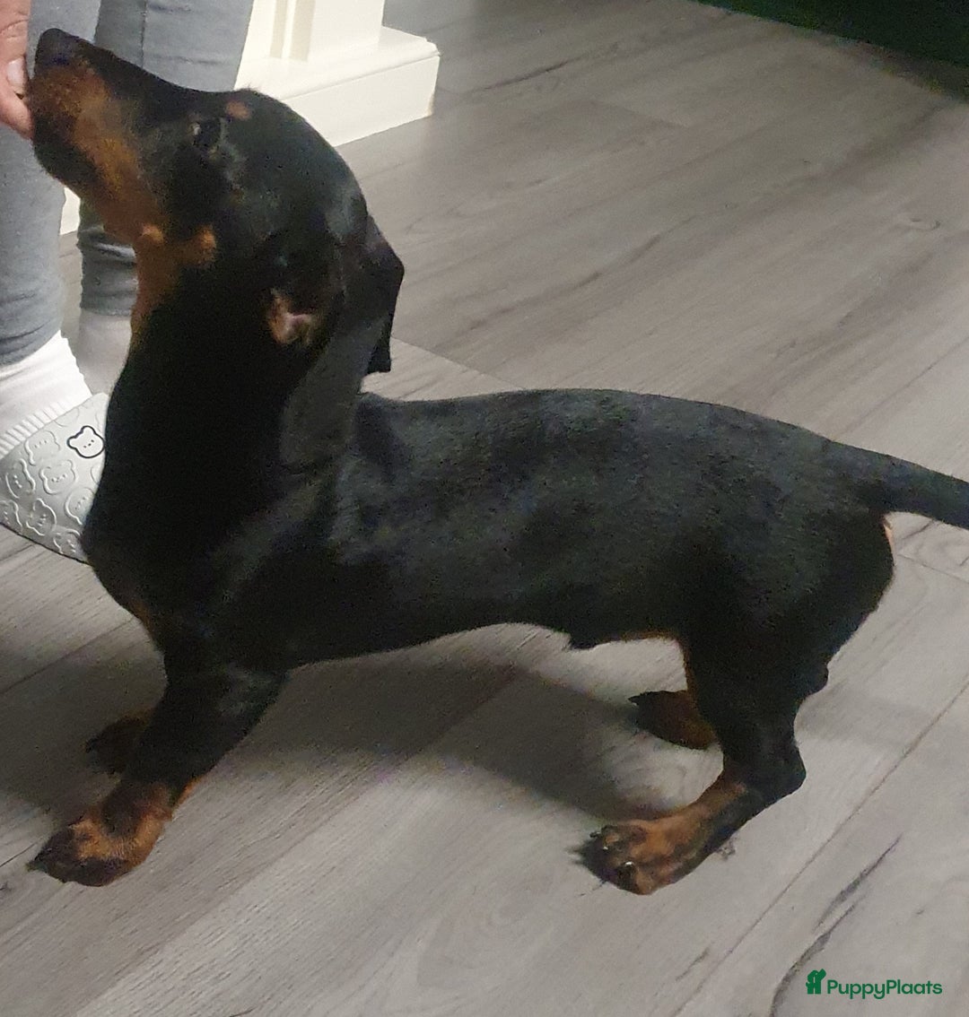 Teckel (korthaar)  honden te koop: Lieve kortharig teckel pup zoekt een nieuwe thuis - Advertentie 9