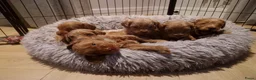 Maltipoo honden te koop: Prachtige Maltipoo pups in Ermelo - Advertentie 6